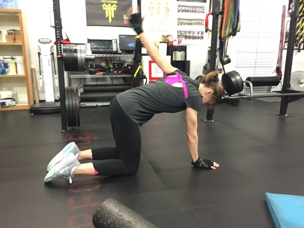 Debbie working on quadruped shoulder CARs