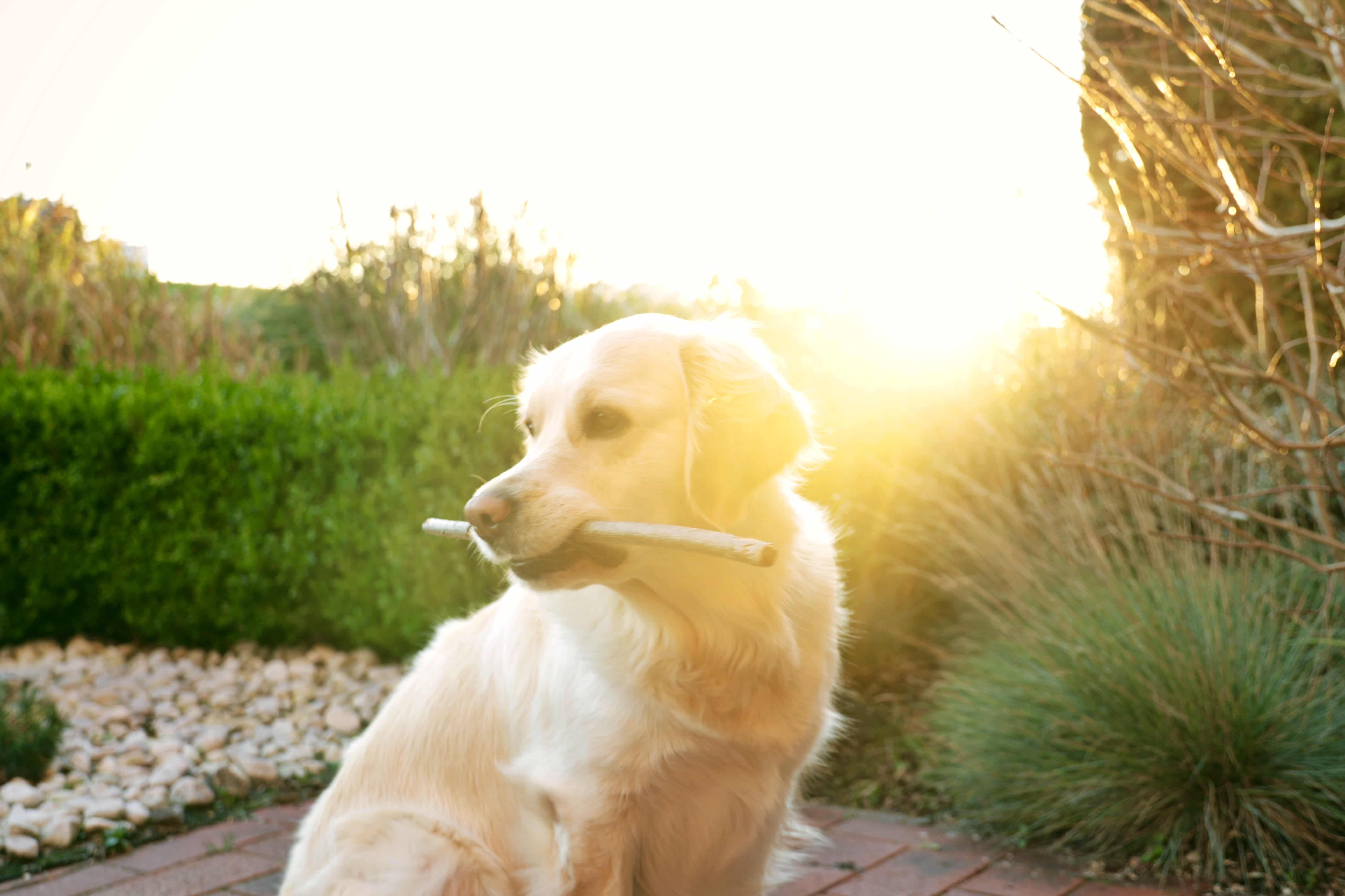 We don’t need much core stability to, say, pick up a pencil; or to play with our dog