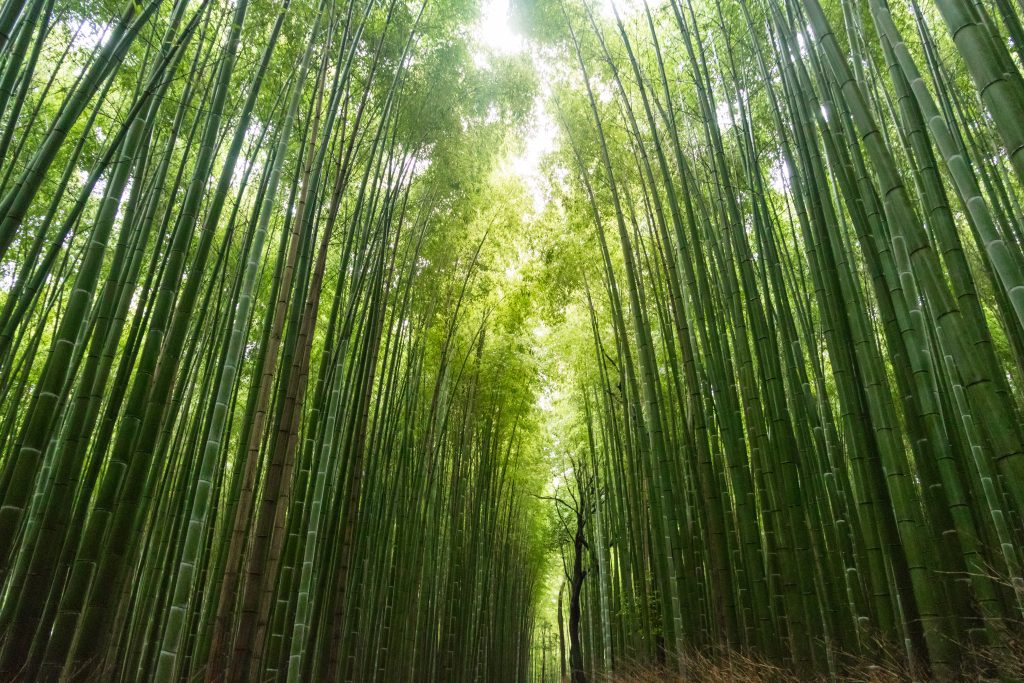 bamboo trees