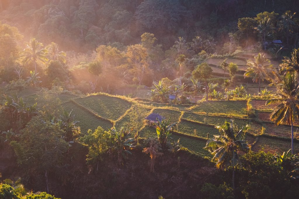 Farm in Asia