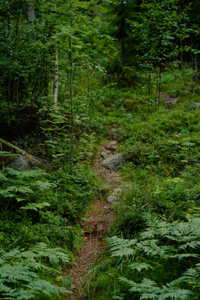 Runners need the power to run up trails like this